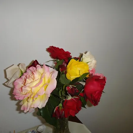 Dafni לאוטרה אדיפסאו